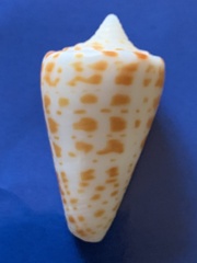 Conus spurius
