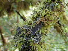 Peltigera collina
