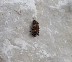 Hippodamia convergens