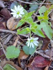 Stellaria aquatica