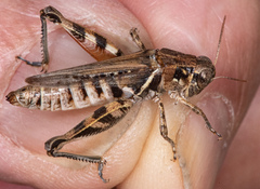 Melanoplus devastator