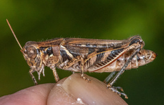 Melanoplus devastator