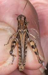 Melanoplus devastator