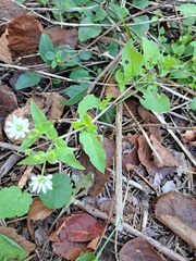 Stellaria aquatica