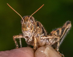 Melanoplus devastator