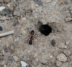 Camponotus consobrinus