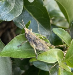 Sphenarium