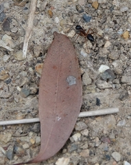 Camponotus consobrinus