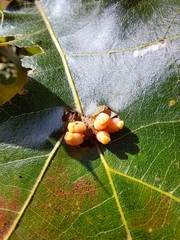 Kokkocynips decidua