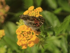 Vanessa virginiensis