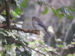 Melaenornis fischeri