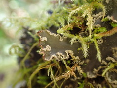 Peltigera collina