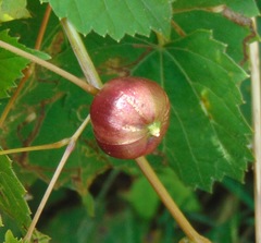 Ampelomyia vitispomum