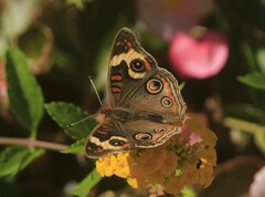 Junonia coenia