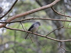 Melaenornis fischeri