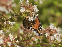 Danaus plexippus