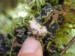 Peltigera collina