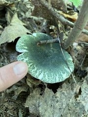 Russula virescens