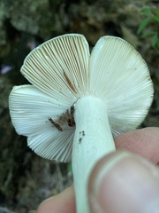 Russula virescens