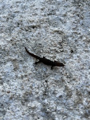 Sphaerodactylus