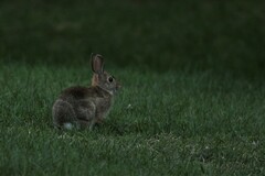 Sylvilagus floridanus