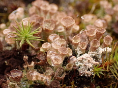 Cladonia verticillata