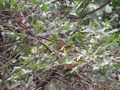 Zosterops kikuyuensis