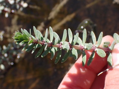 Hippuris tetraphylla