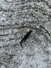 Sphaerodactylus