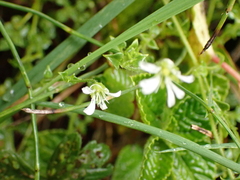 Stellaria recurvata