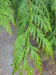 Thuja