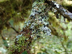 Menegazzia