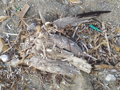 Ichthyaetus audouinii