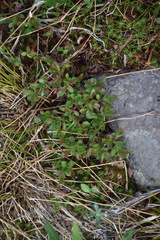 Vaccinium cespitosum
