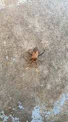 Acanthocephala terminalis