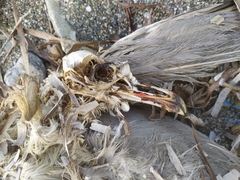 Ichthyaetus audouinii