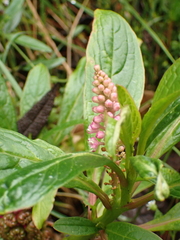 Phytolacca bogotensis