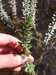 Hippuris tetraphylla