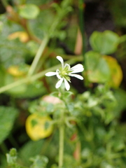 Stellaria recurvata