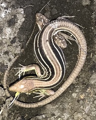 Cnemidophorus lemniscatus