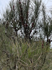 Allocasuarina verticillata