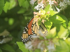 Danaus plexippus