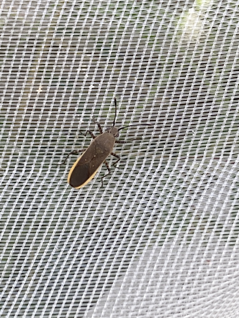 Catorhintha from Garrett Rd, Harlingen, TX, US on October 4, 2022 at 0615 PM by auwi · iNaturalist
