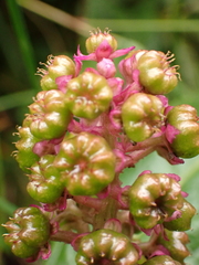 Phytolacca bogotensis