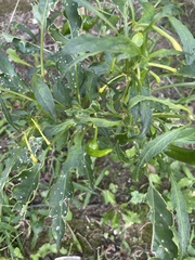 Piperales