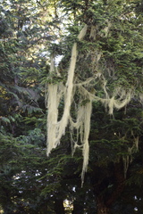 Usnea longissima