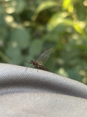 Baetis bicaudatus