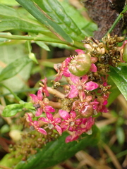 Phytolacca bogotensis