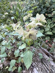 Mirabilis nyctaginea