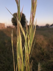 Andropogon virginicus